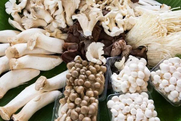 Mushroom Dried & Powder